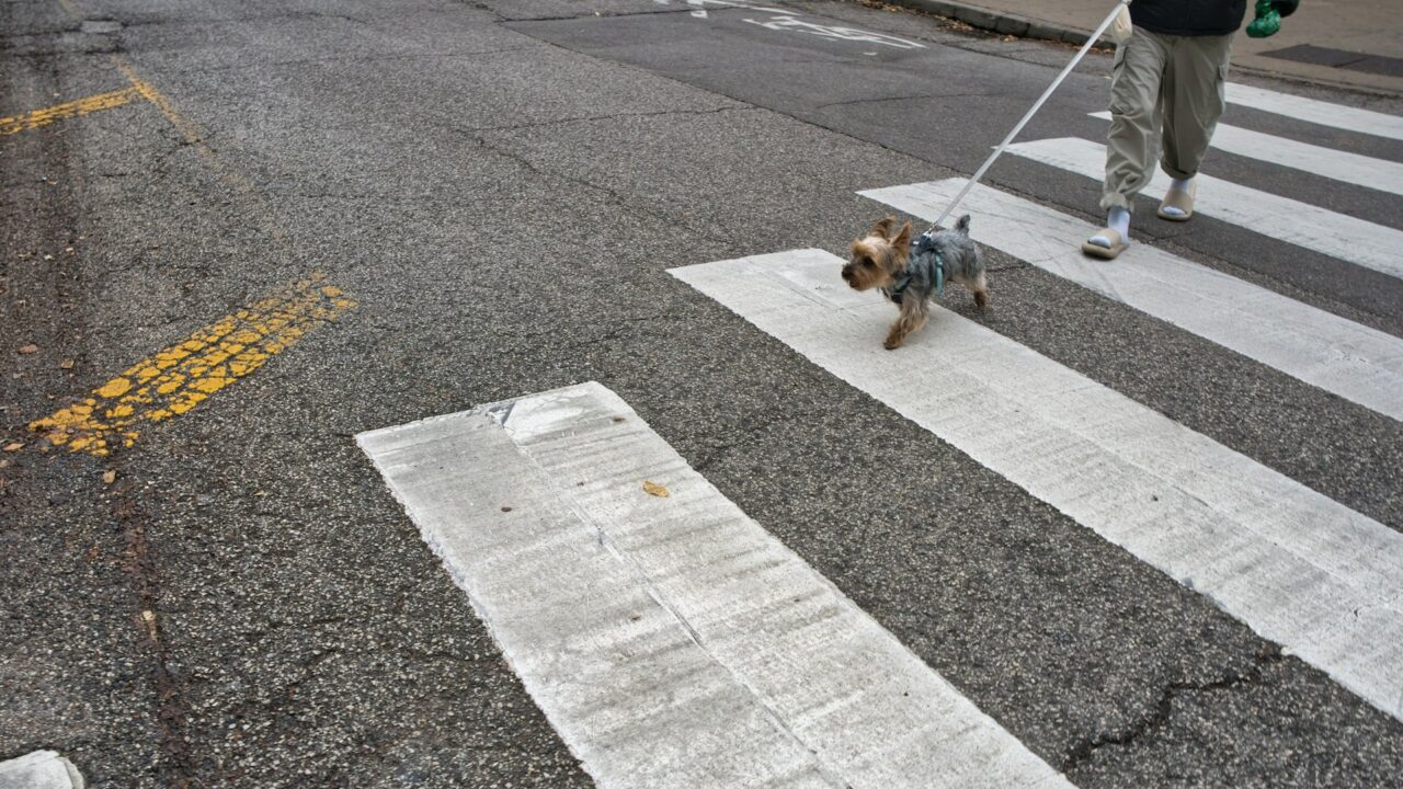 Person walking a small dog on a leash across a zebra crossing on a city street
