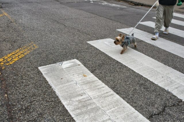 Person walking a small dog on a leash across a zebra crossing on a city street